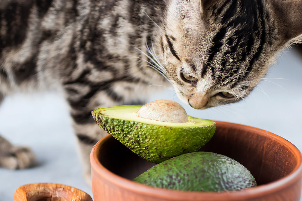 10 foods to avoid giving to your cat